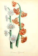 Image of Hyacinth