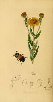 Imagem de Dermestes (Dermestes) lardarius Linnaeus 1758