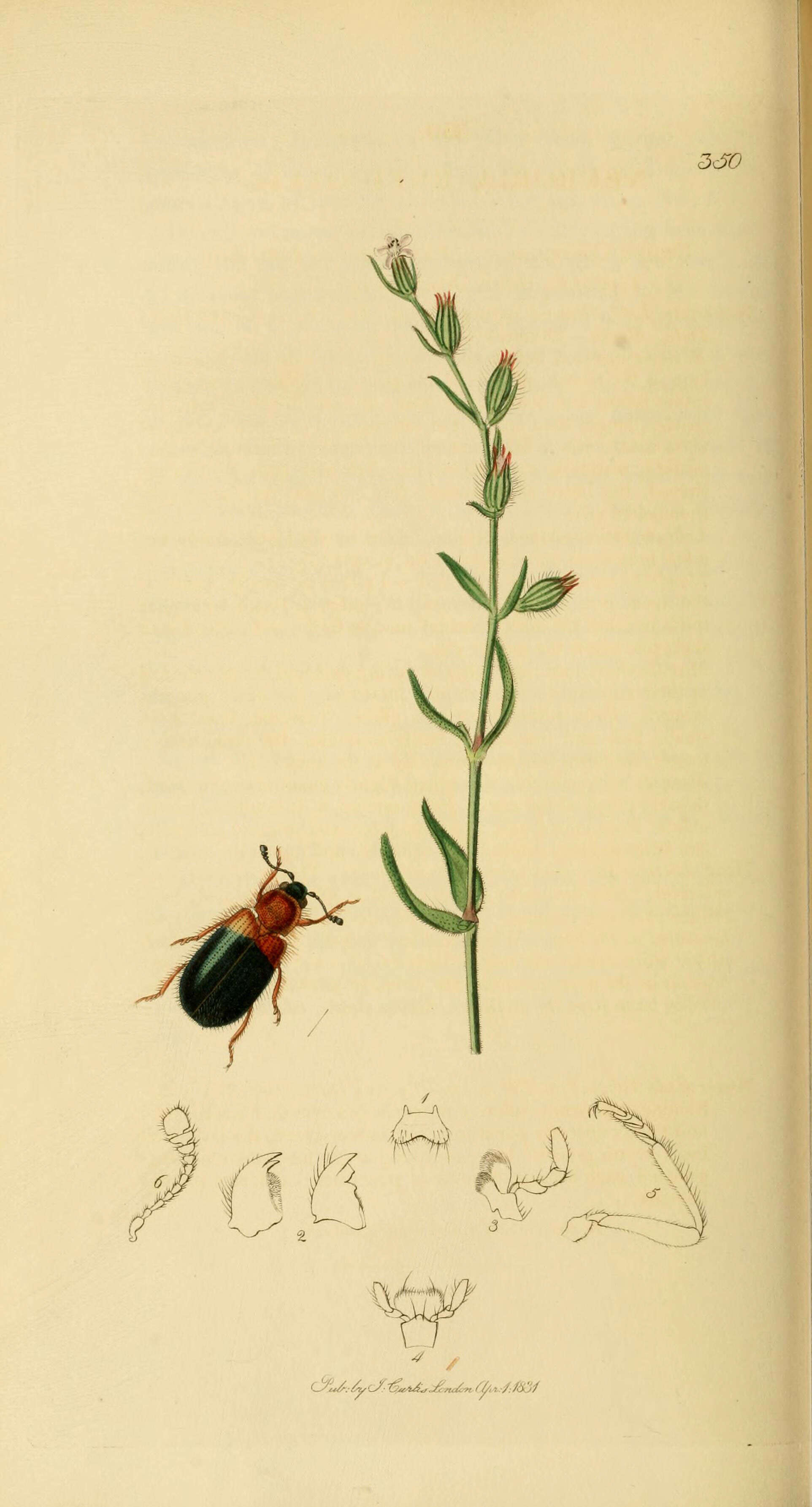 Image de Necrobia ruficollis (Fabricius 1775)