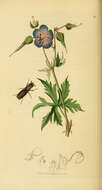 Image of Meadow Crane's-bill