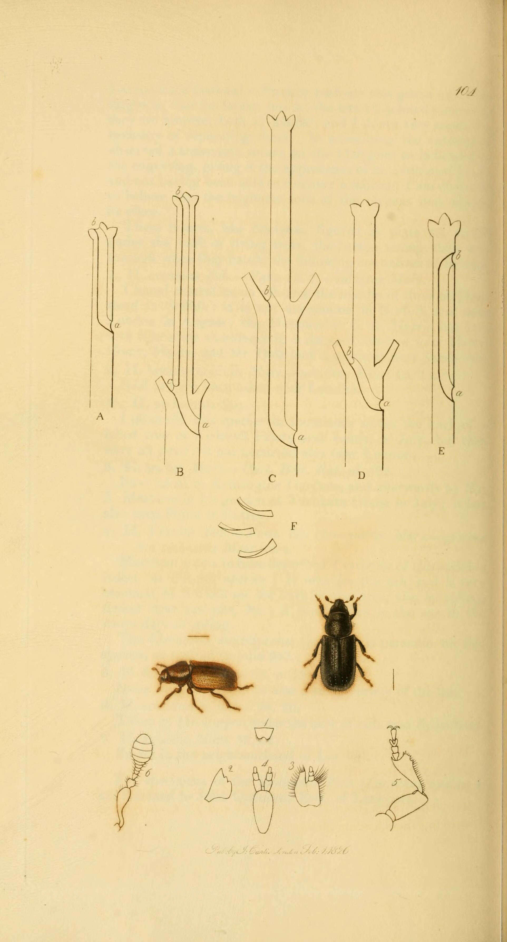 Sivun Hylurgus piniperda Dejean 1821 kuva