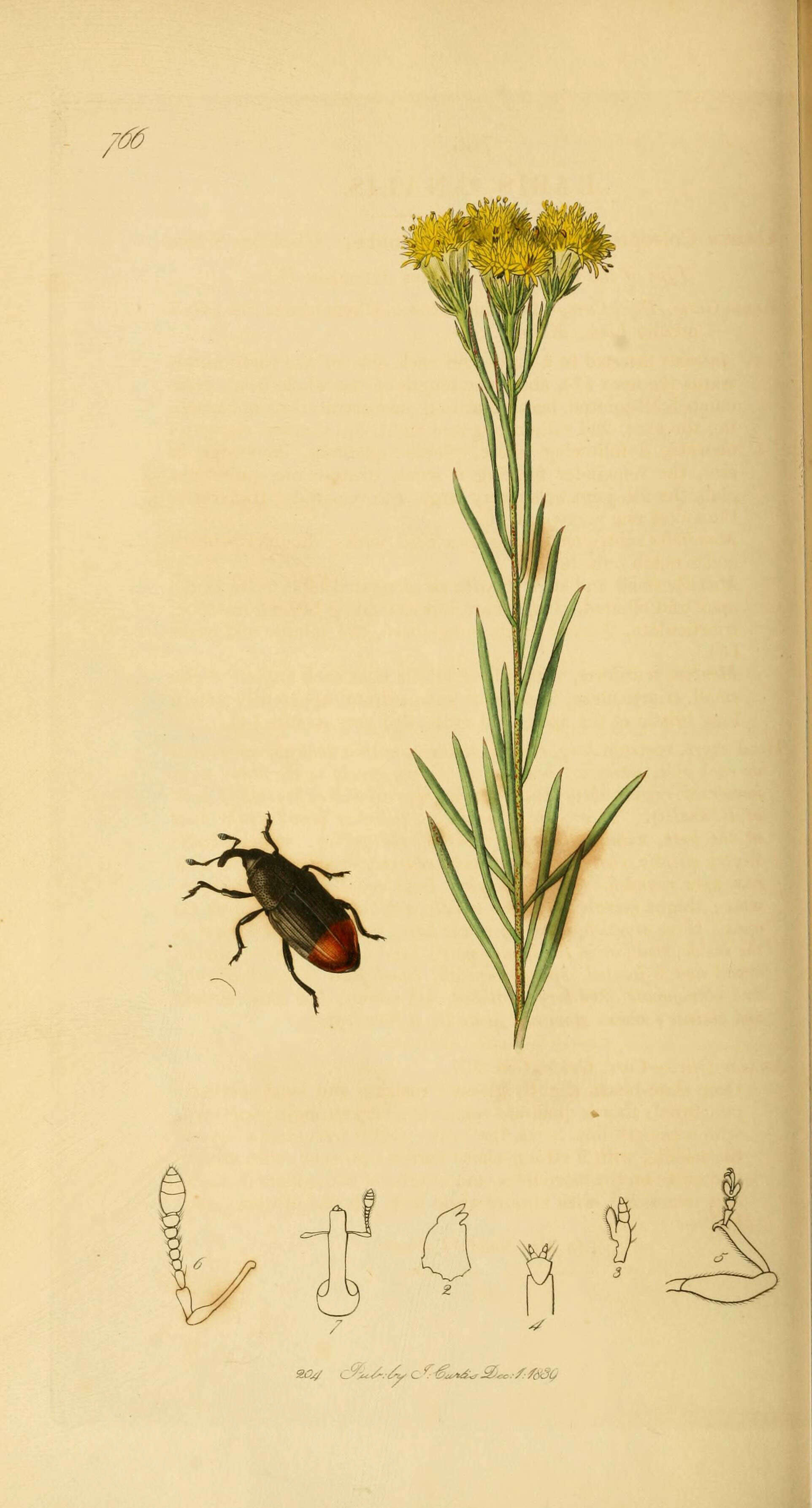 Sivun Baris analis (Olivier & A. G. 1791) kuva