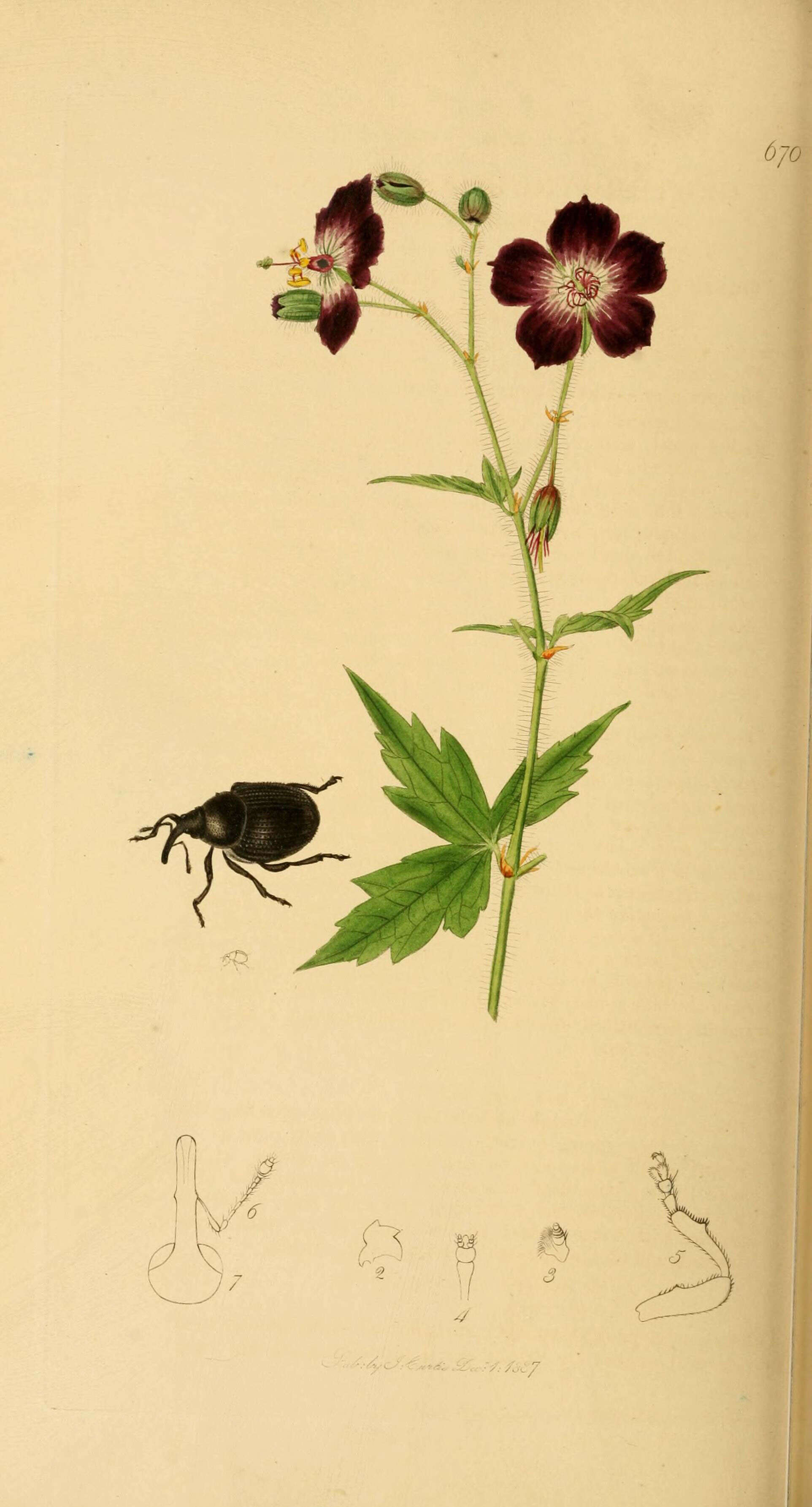 Image of Ceutorhynchus geranii Germar 1824