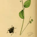 Image of Orchestes waltoni Curtis 1838