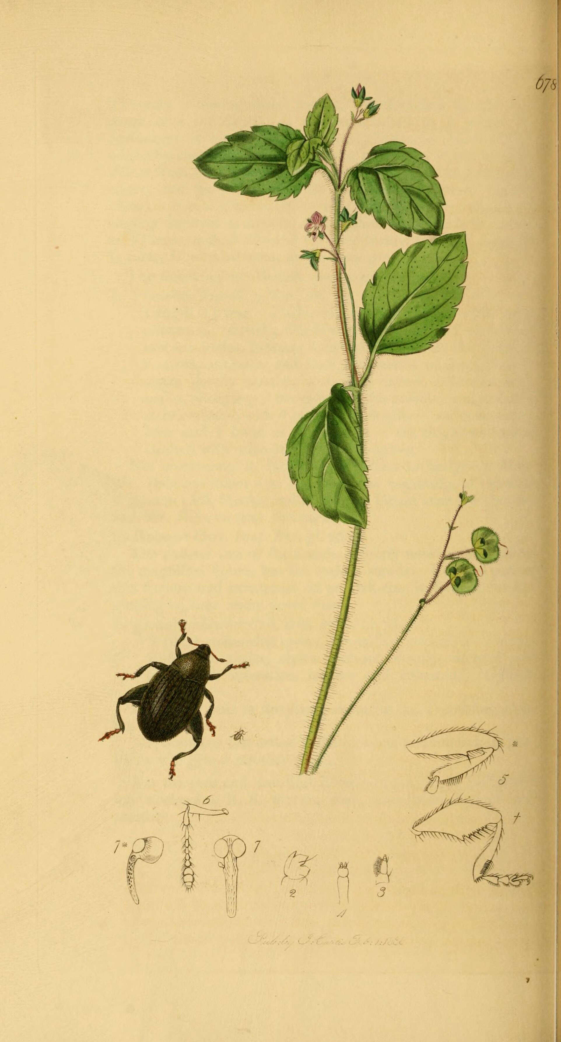 Image of Orchestes waltoni Curtis 1838