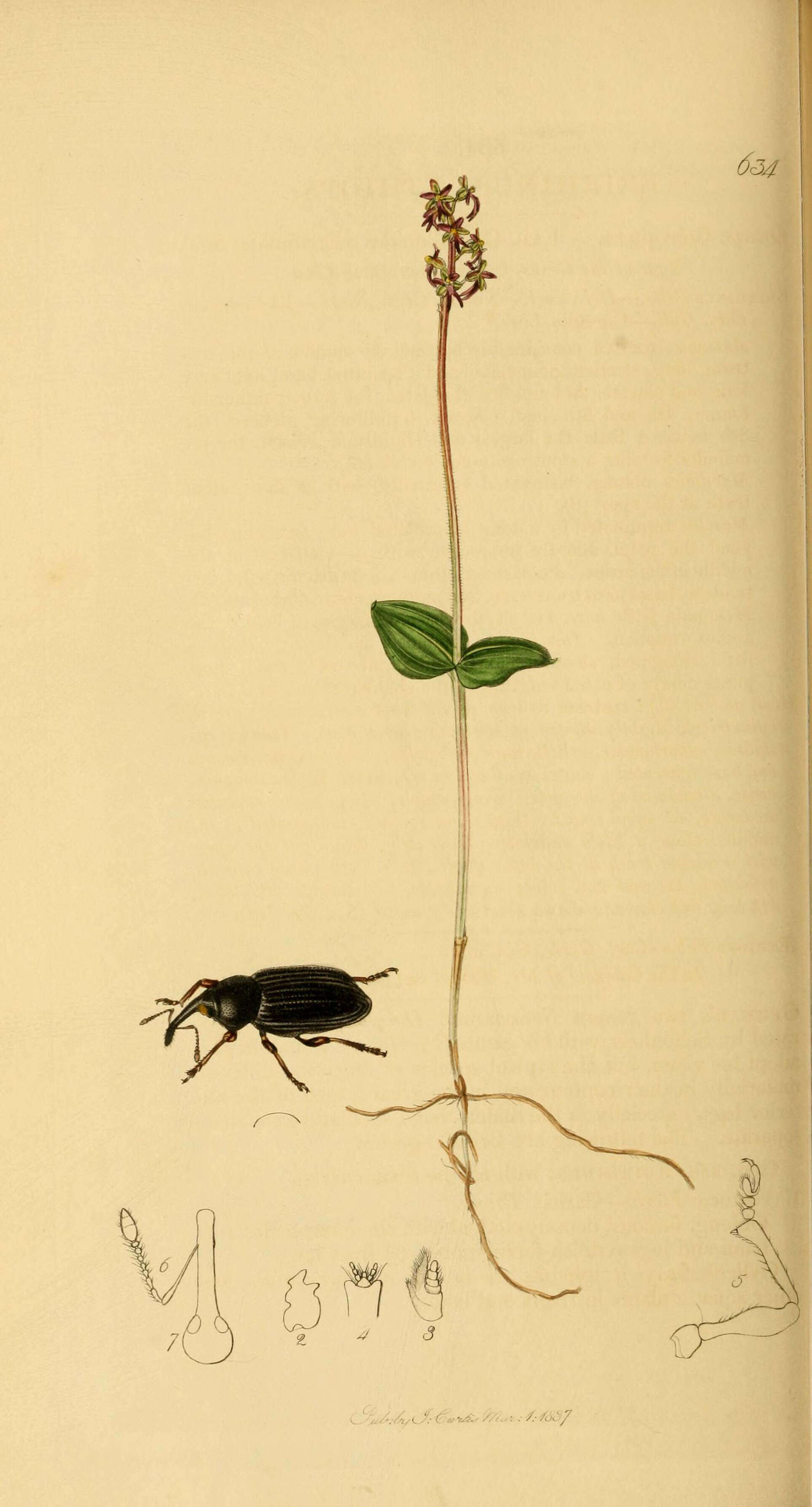 Image of Erirhinus aethiops Schoenherr 1825