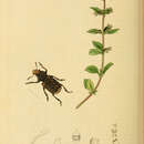 Sivun Platyrhinus latirostris Billberg 1820 kuva