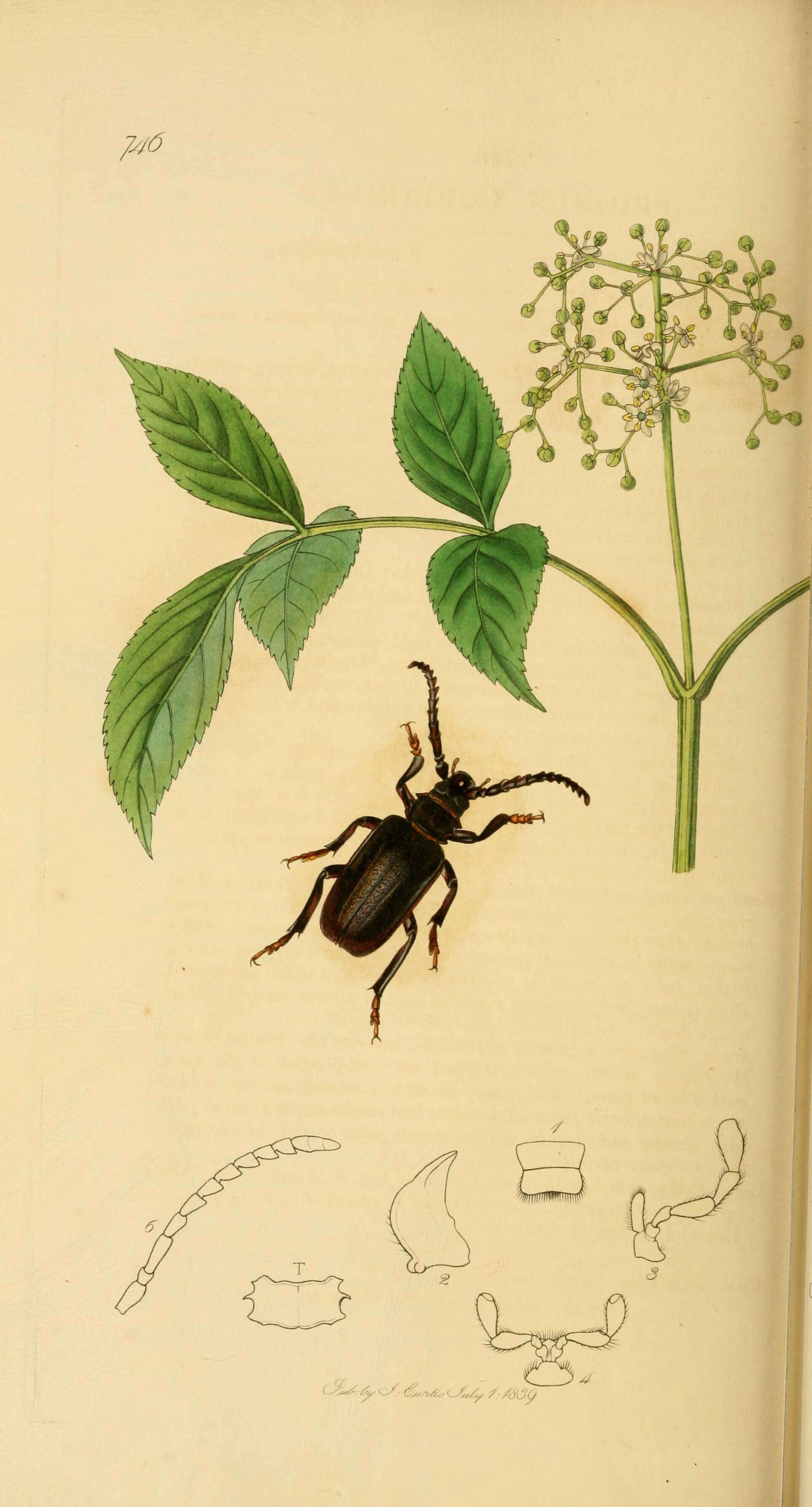 Image of Prionus coriarius (Linné 1758)
