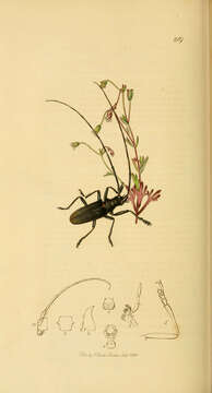 Sivun Monochamus sartor (Fabricius 1787) kuva