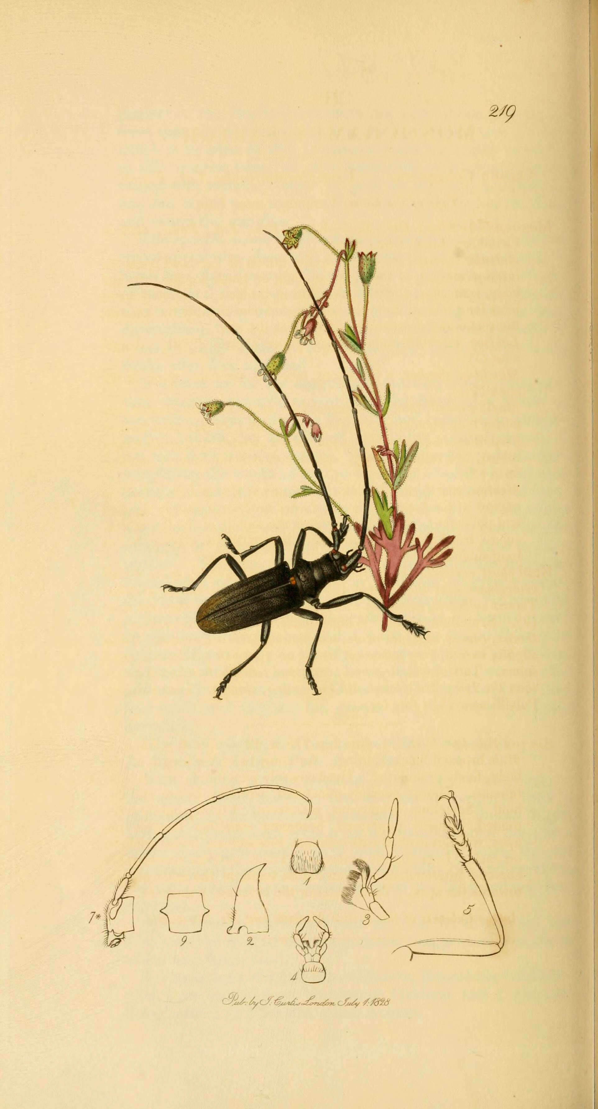 Sivun Monochamus sartor (Fabricius 1787) kuva