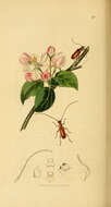 Image of Obrium cantharinum (Linné 1767)