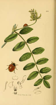 Coccinella ocellata resmi