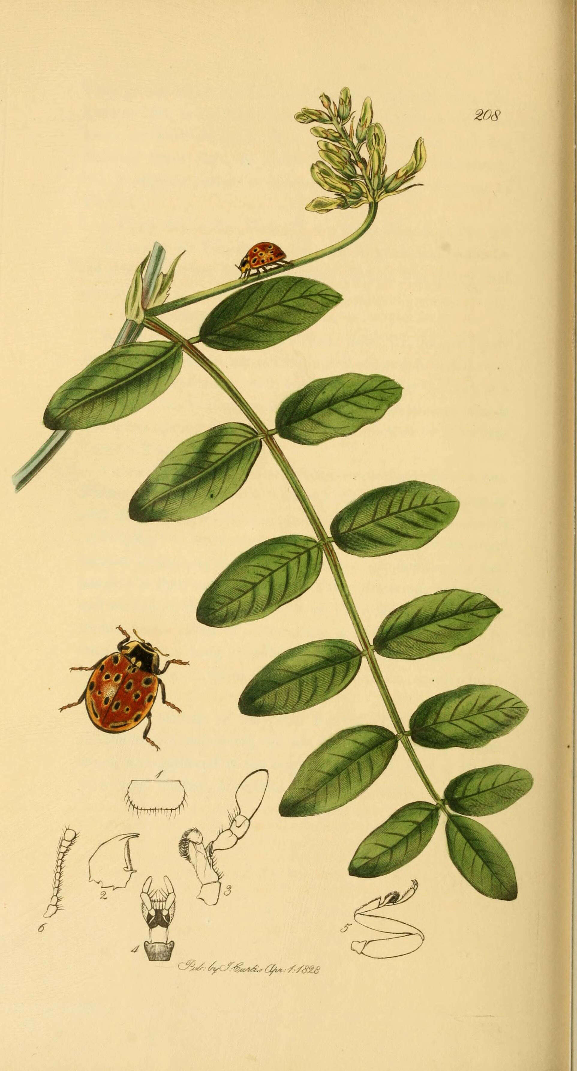 Sivun Coccinella ocellata kuva