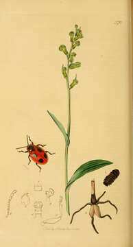 Image of False Ladybird