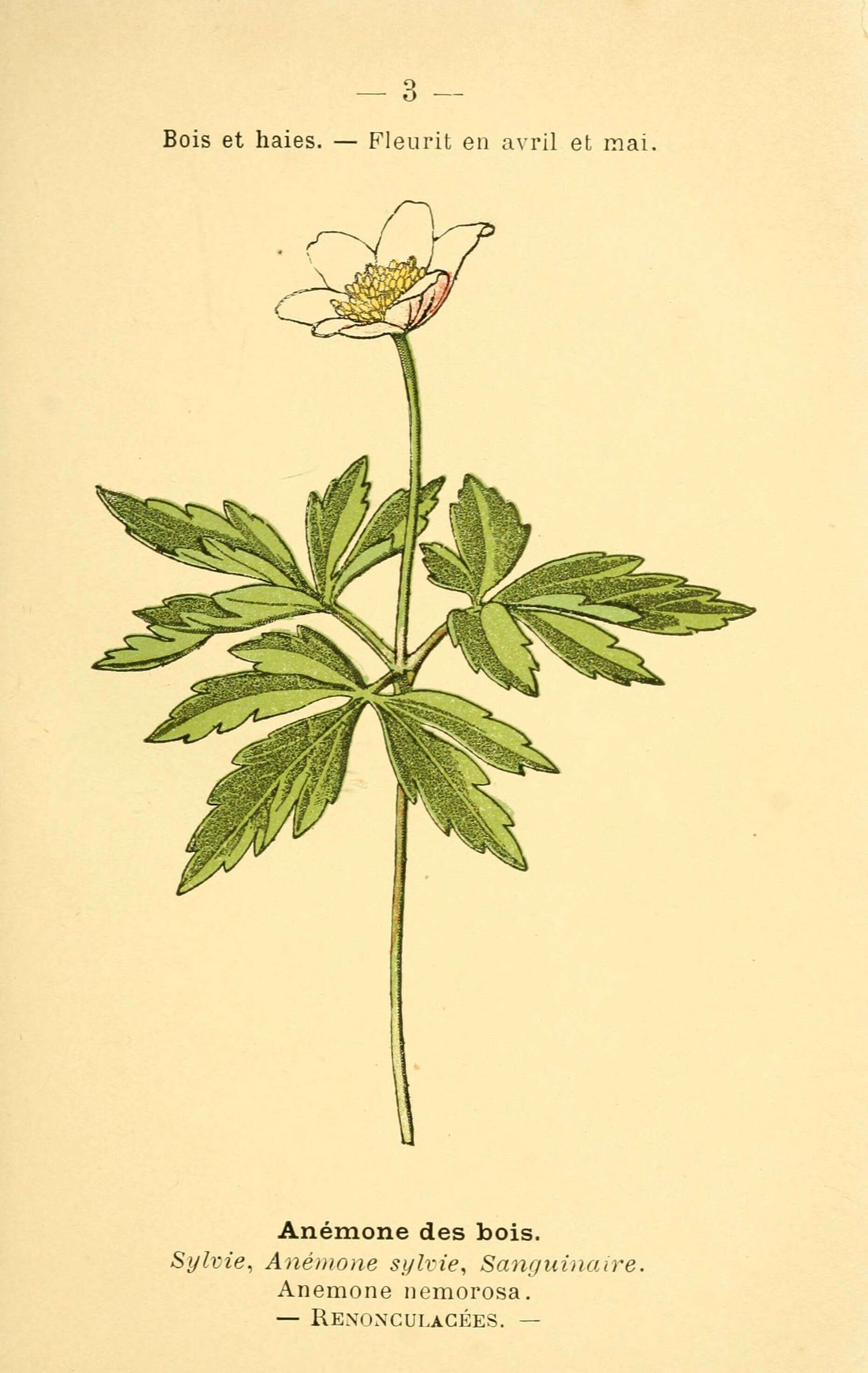 Image of European thimbleweed
