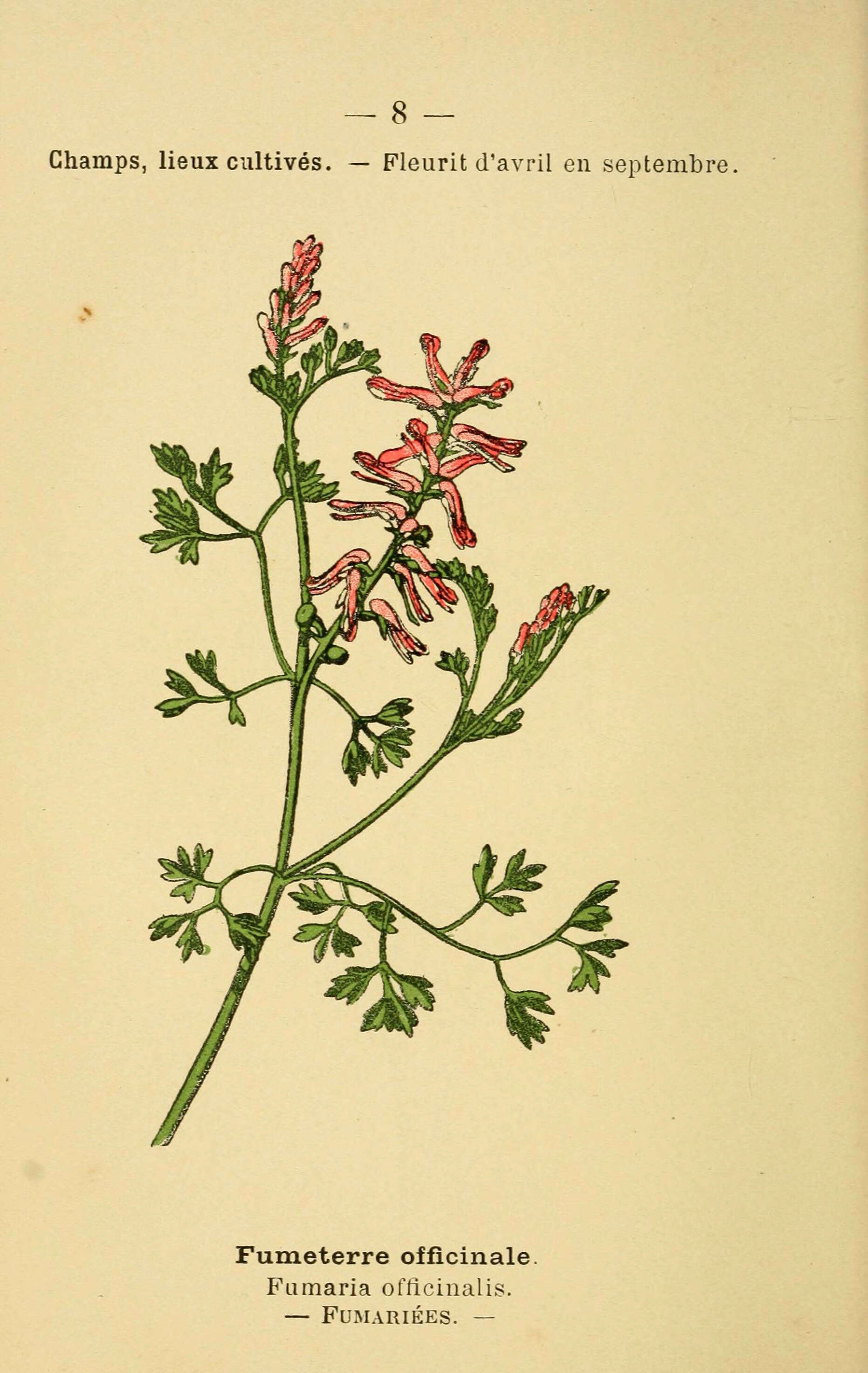 Image of Common Fumitory