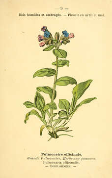 Image of Lungwort