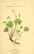 Imagem de Oxalis acetosella L.