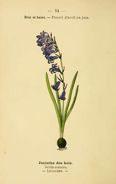 Image of Common Bluebell