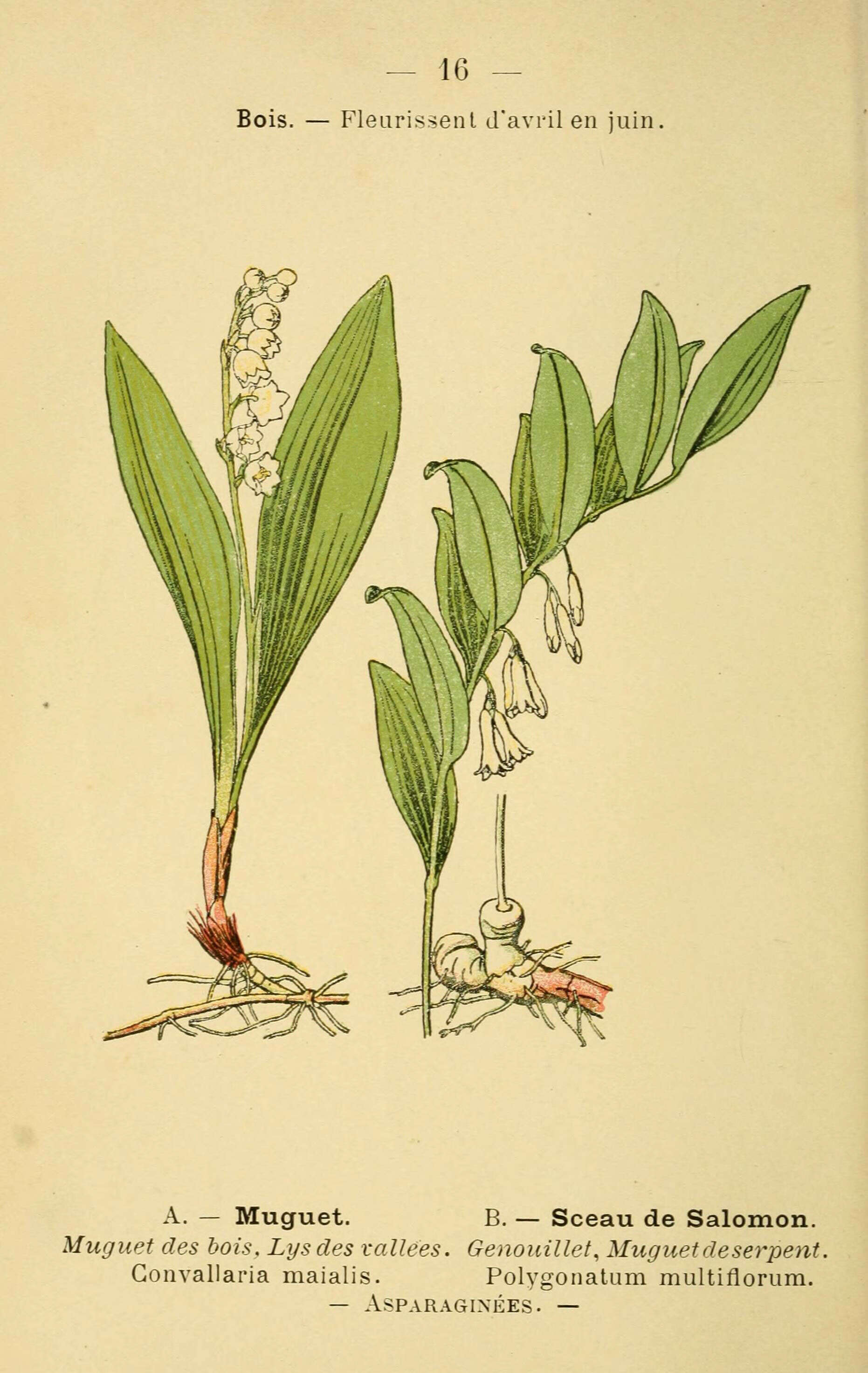 Image of convallaria