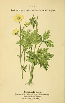 Image of common buttercup