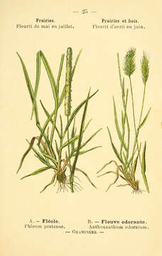 Imagem de Phleum pratense L.