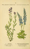 Image of Common Milkwort