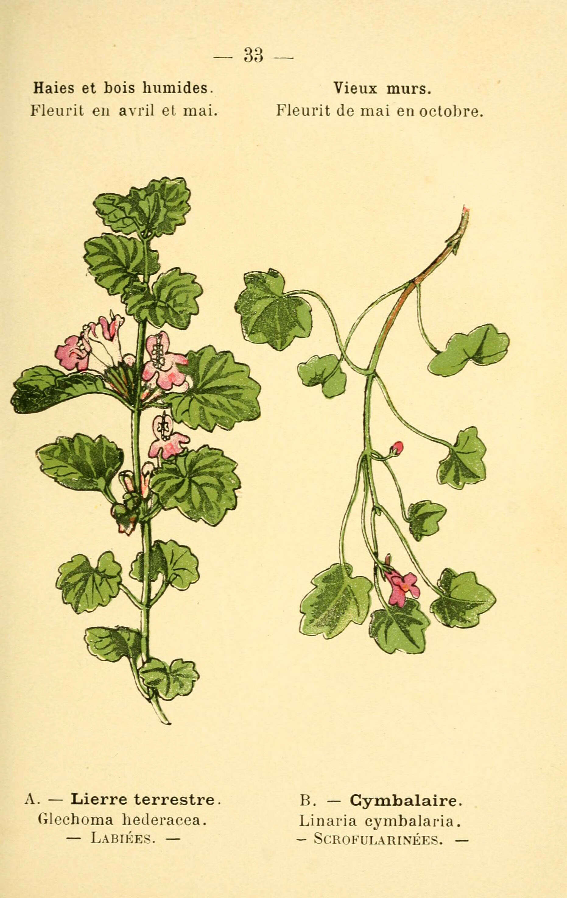 Image of Ground ivy