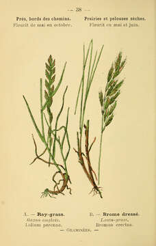 Image of perennial ryegrass