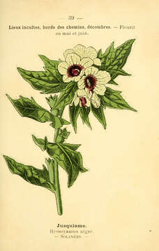 Image of black henbane