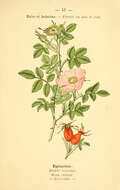 Image of dog rose