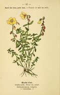 Image of Common Rock-rose