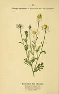 Anthemis arvensis L. resmi