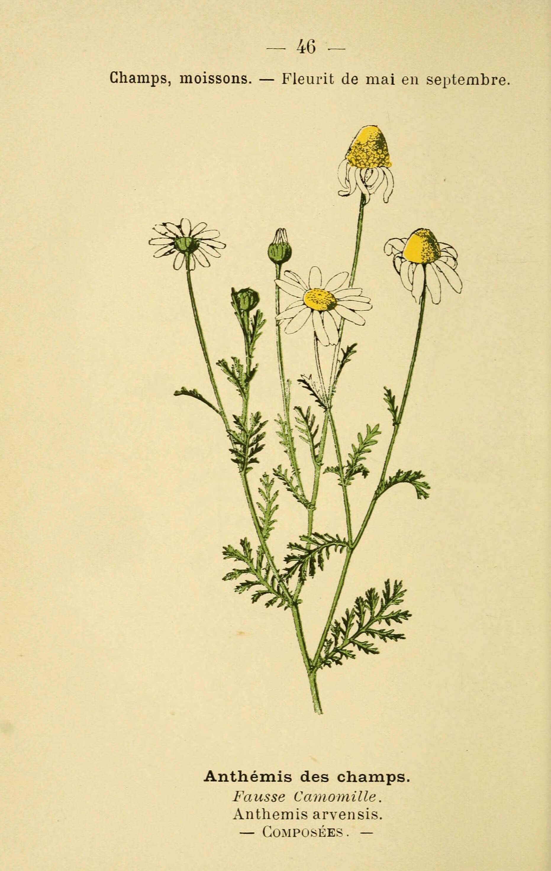 Image of corn chamomile