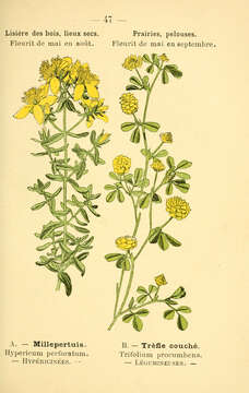 Image of St John's wort