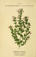 Imagem de Euphrasia officinalis subsp. officinalis