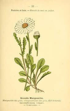 Image of Oxeye Daisy