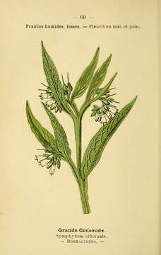 Plancia ëd Symphytum officinale L.