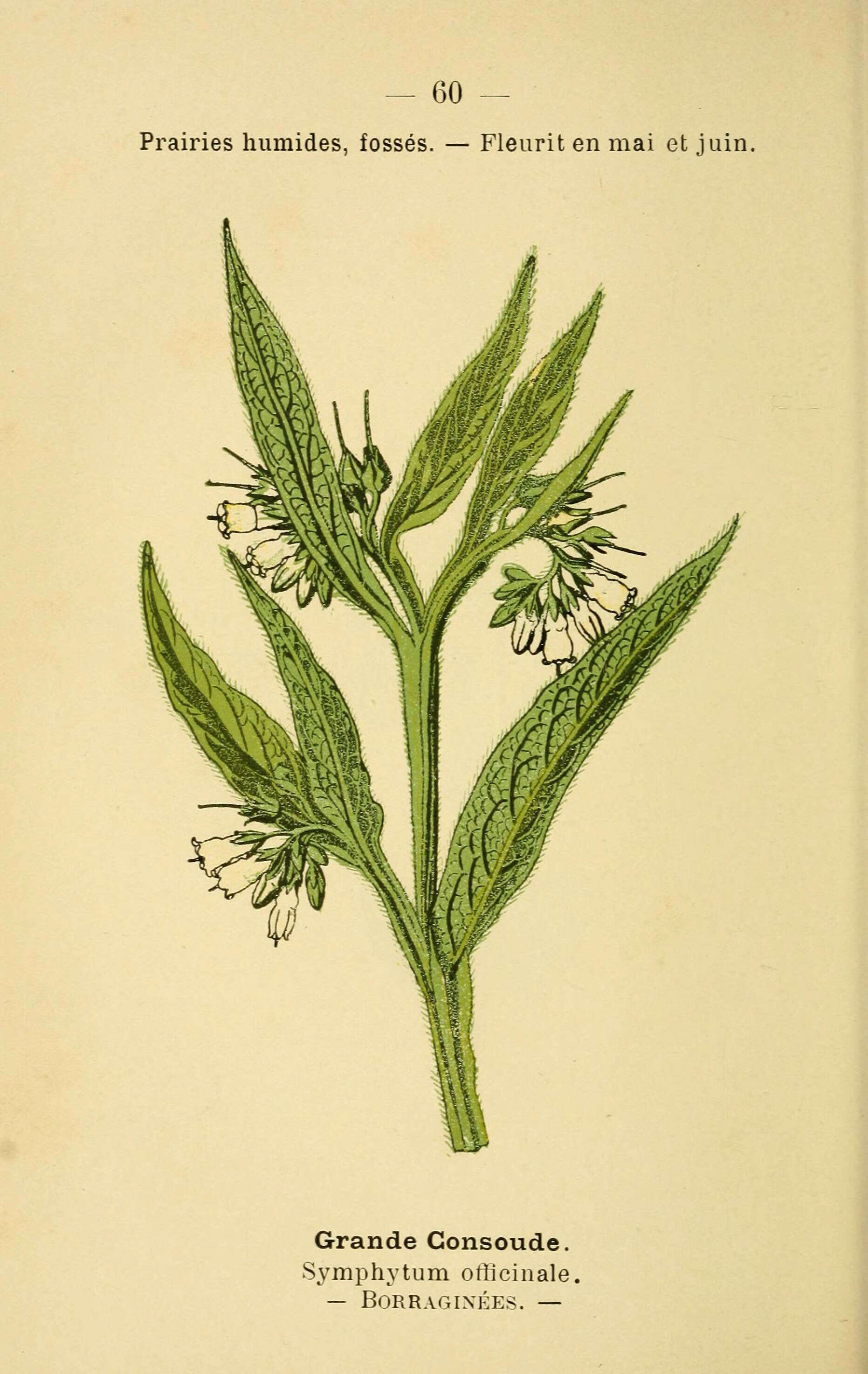 Image of boneset