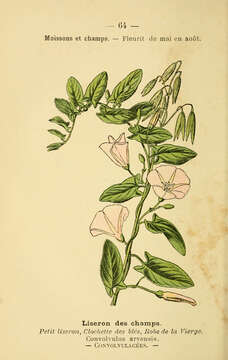 Image of Field Bindweed