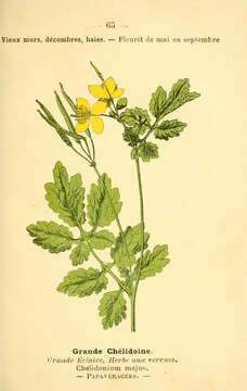 Image of celandine