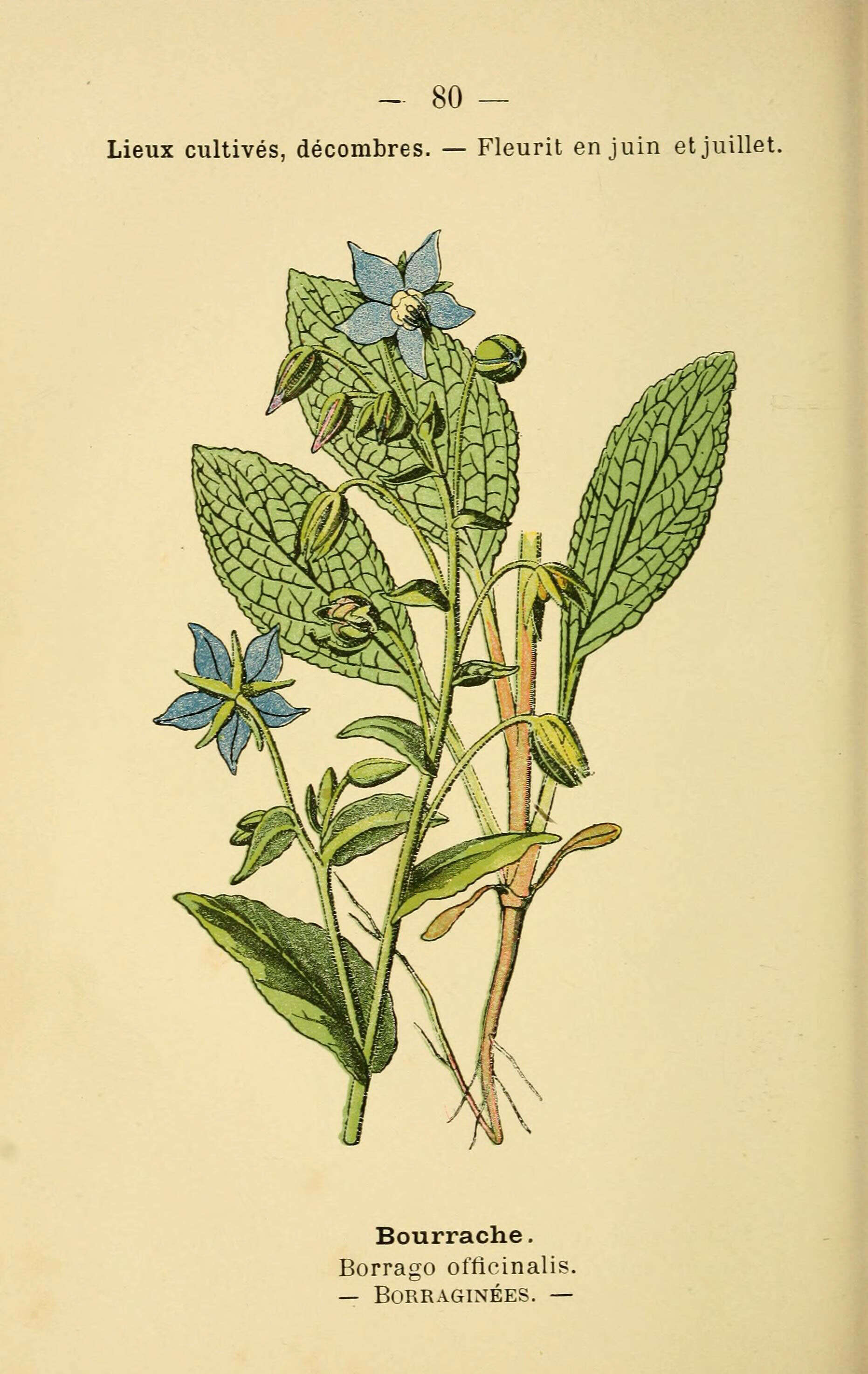 Image of borage