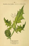 Datura stramonium L. resmi