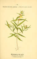 Image of common cow-wheat