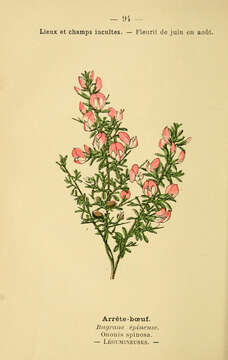 Image of spiny restharrow