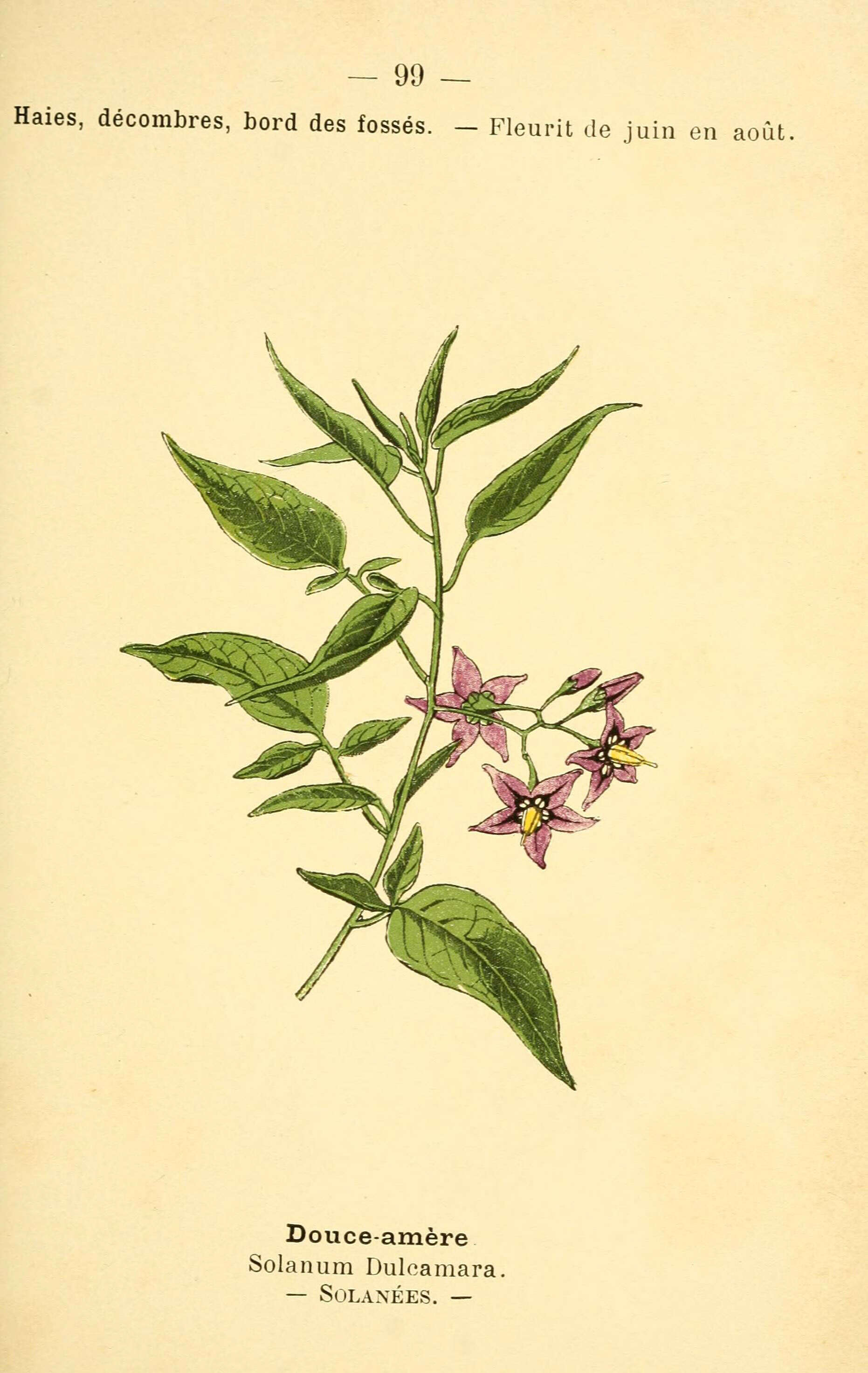 Image of bittersweet, woody nightshade