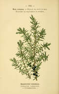 Imagem de Juniperus communis L.