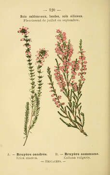 Erica cinerea L. resmi