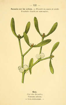 Image of European mistletoe