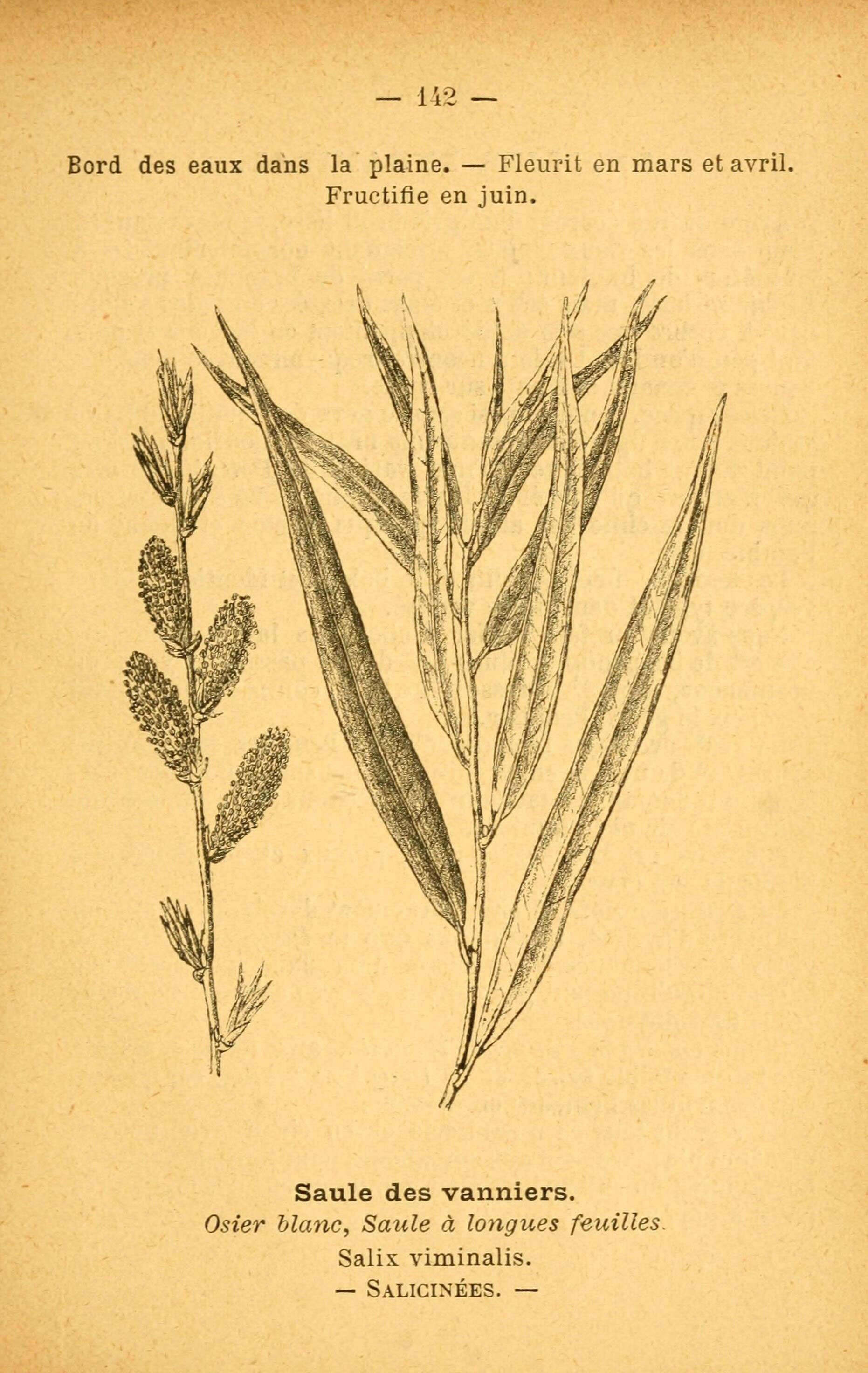 Imagem de Salix viminalis L.